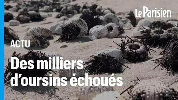 « Ils régulent les algues » : la mort mystérieuse de milliers d’oursins inquiète à la Réunion