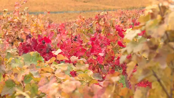 Les vignes de Côte-d'Or ont sorti leur plus belle robe dorée