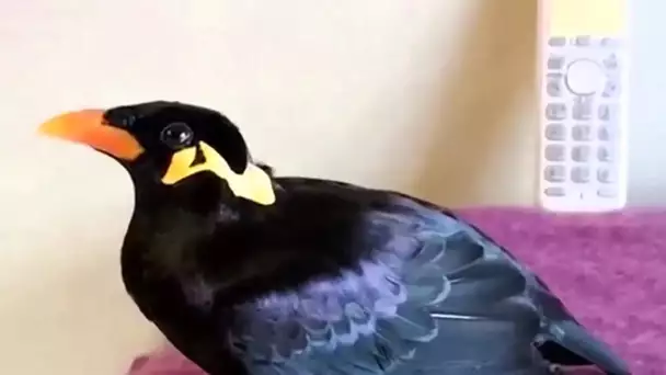 Cet oiseau parle japonais ! - ZAPPING SAUVAGE