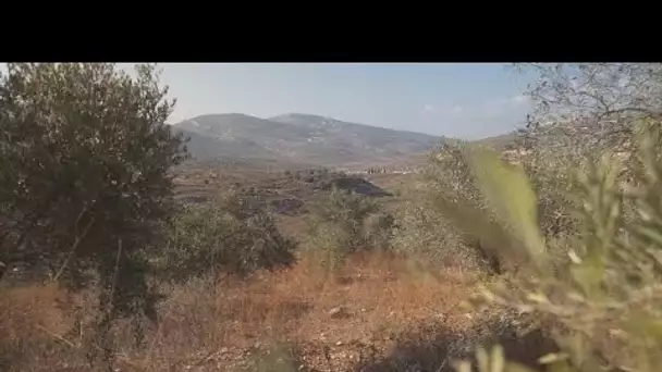 Dans les colonies israéliennes, l'olivier, arbre de paix entre Israéliens et Palestiniens