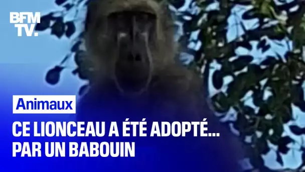 Ce lionceau a été adopté… par un babouin