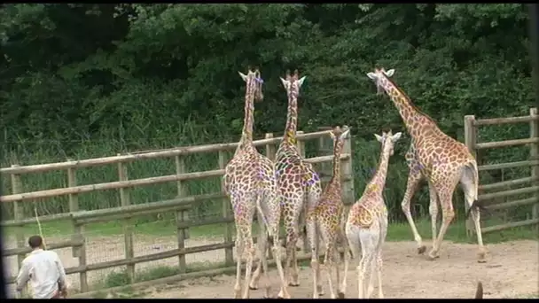 Vacances : Un camping au milieu d&#039;un zoo