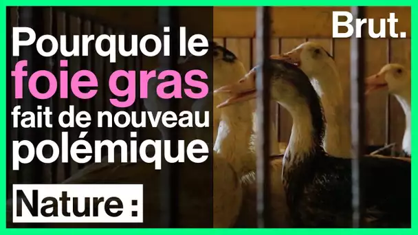 Le foie gras, un plat populaire toujours aussi controversé