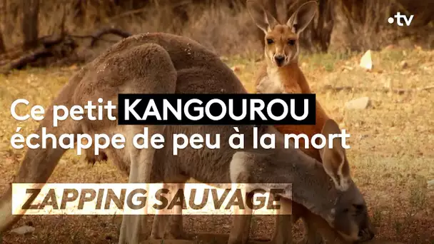 Ce petit kangourou échappe de peu à la mort - ZAPPING SAUVAGE