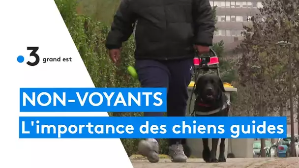 Handicap : une belle complicité entre un aveugle et son chien guide