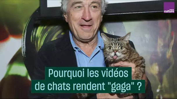 Pourquoi les vidéos de chats rendent "gaga" - #CulturePrime