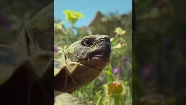 Alaïs, tortue sauvage de Provence