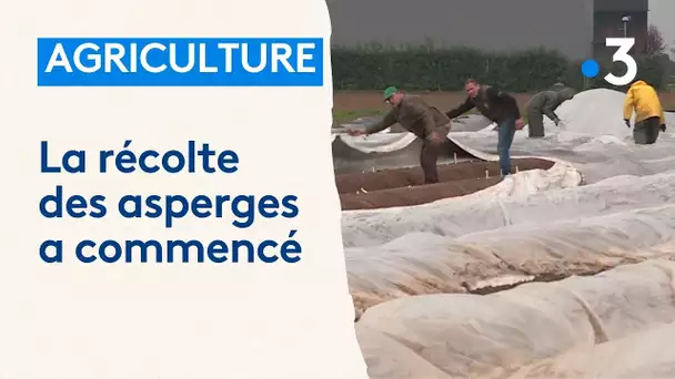 Agriculture : la récolte des asperges a commencé