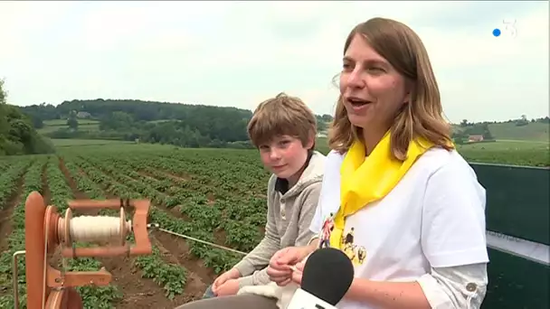 VIDEO. Berthen : découvrez la plus petite transhumance de moutons de France
