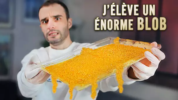 J'élève un énorme Blob !