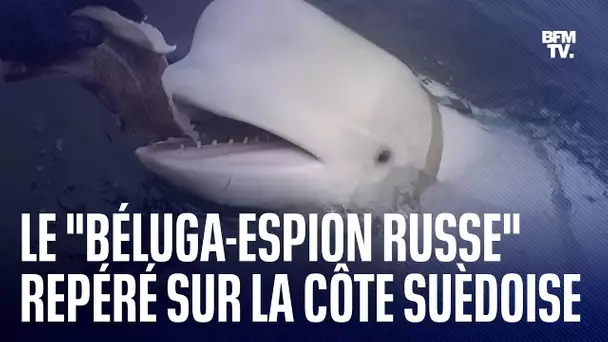 Le "béluga-espion russe" repéré sur la côte ouest de la Suède