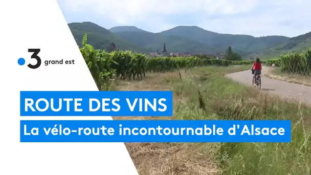 Découvrir la route des vins autrement : la fameuse vélo-route du vignoble d'Alsace...