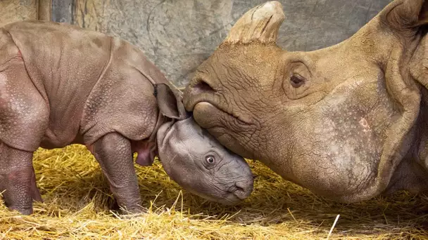 Naissance de bébé rhinocéros en direct - ZAPPING SAUVAGE