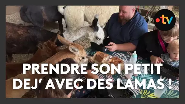 Prendre son petit-déjeuner avec des lamas, ça vous tente ?