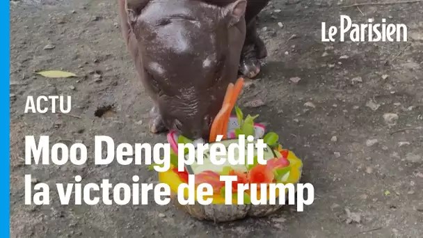 L’hippopotame Moo Deng prédit la victoire de Donald Trump