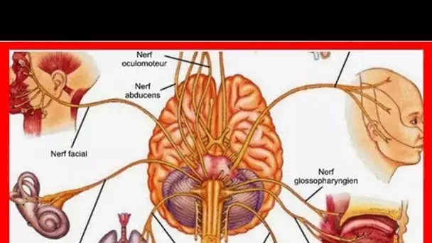 6 moyens de stimuler instantanément votre nerf vague pour soulager l’inflammation, la dépression, l