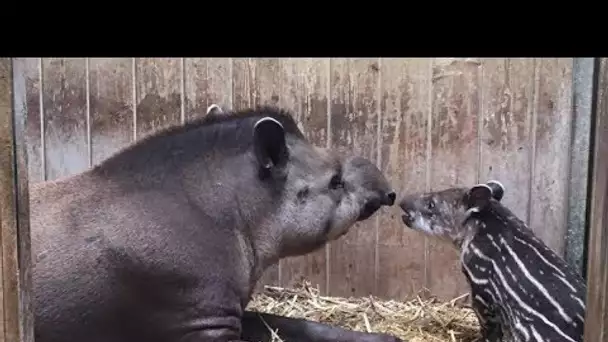 Saône-et-Loire : comment s’appellera le bébé tapir né à Touroparc Zoo ?