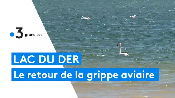 La grippe aviaire de retour chez les oiseaux du Lac du Der