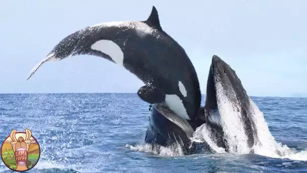 Même Les Baleines Ont Peur De Cet Animal Fou !