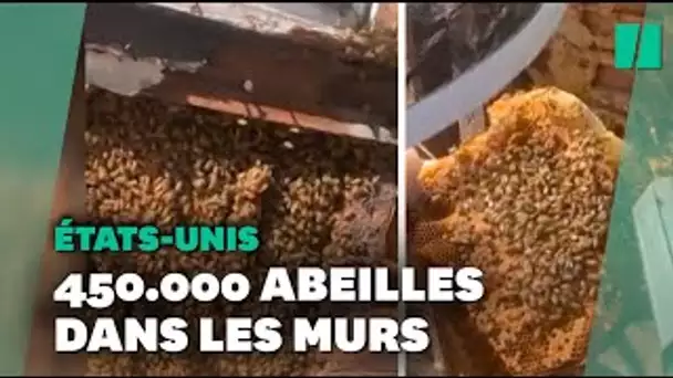 Une famille américaine découvre plus de 450 000 abeilles dans les murs de leur nouvelle maison