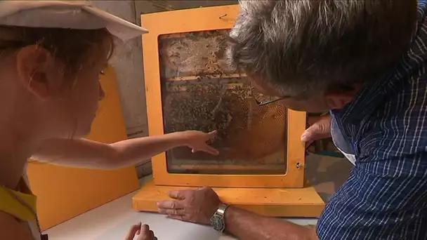 Récolte du miel au musée agricole de l&#039;Oise