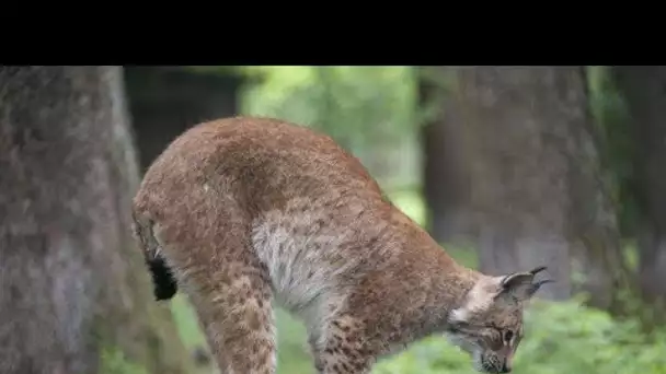 Haut-Rhin : Un lynx aperçu en plein jour dans un village
