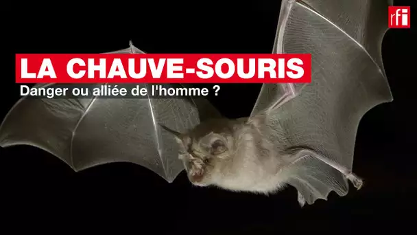 La chauve-souris : danger ou alliée de l'homme ?