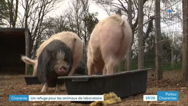 Charente : un refuge pour les animaux de laboratoire à Ventouse