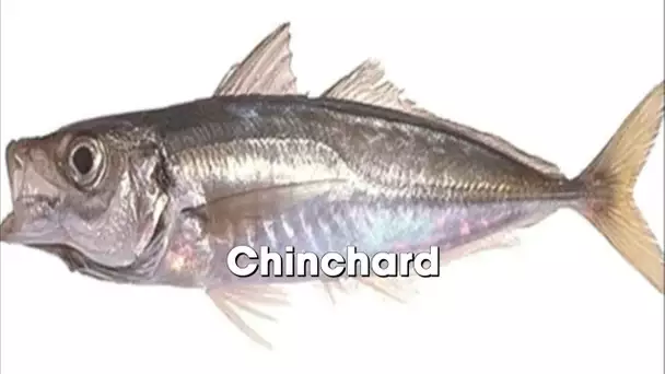 Ecologique et pas cher, découvrez ces poissons méconnus et bon marché