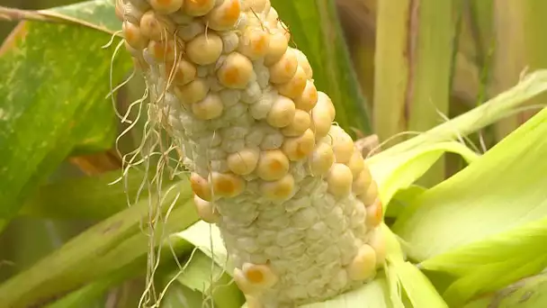 Béarn : gros dégâts de la sécheresse sur les maïs