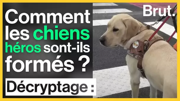 Chiens de sauvetage, guides d'aveugles ou policiers : comment sont-ils formés ?