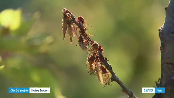 Tarn : énormes pertes pour les arboriculteurs après le gel