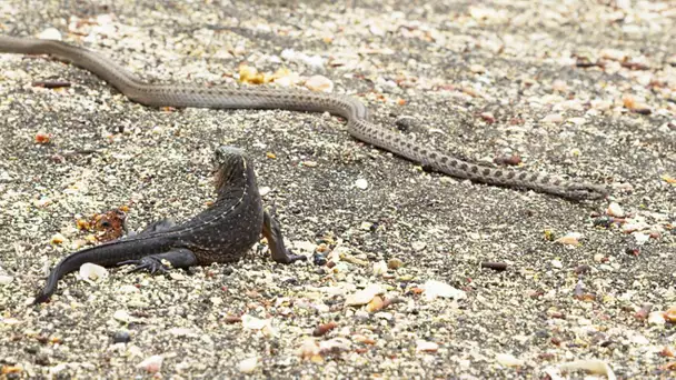 Iguane VS serpents : tension maximale - ZAPPING SAUVAGE