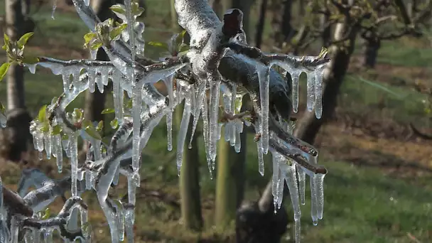 Le givre chez un arboriculteur à Vron.