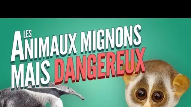 Top 8 des animaux mignons mais dangereux