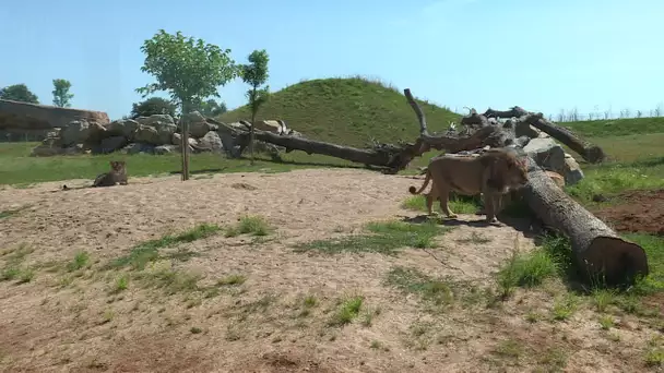 Zoo de la Boissière-du-Doré : un nouvel espace pour les lions