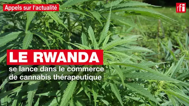 Le Rwanda se lance dans le commerce de cannabis thérapeutique