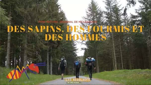 Les régalades : de la Douglaseraie des Farges au Mont Bessou en Limousin