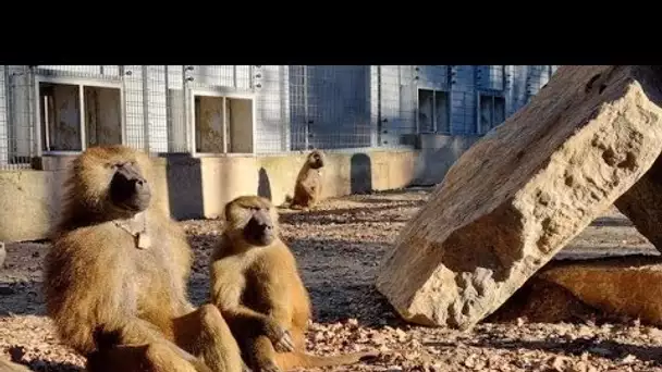Aix-en-Provence : Des babouins élaborent des conventions sociales dans le cadre d'une étude