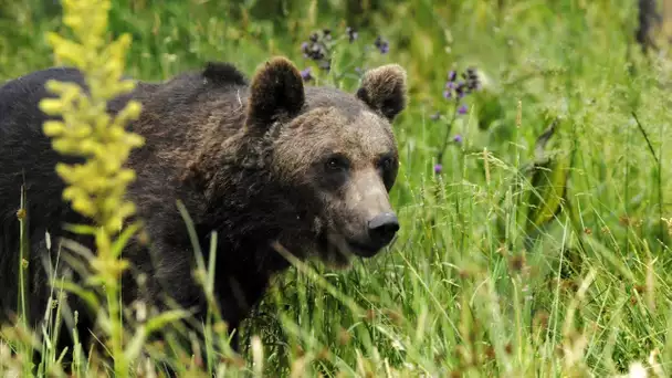 Grandeur Nature - L&#039;Ours des Pyrenées - Documentaire Animalier