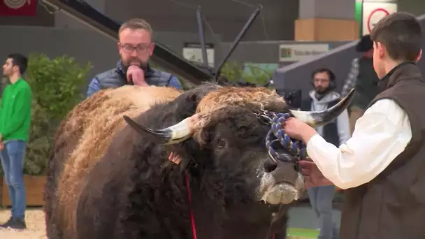 Salon de l'agriculture : Océan, un jeune taureau Aubrac de Lozère primé médaille d'argent de sa race