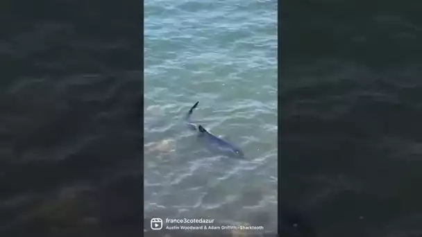 Un requin bleu sur une plage d'Hyères : pourquoi il ne faut pas avoir peur d'eux en Méditerranée