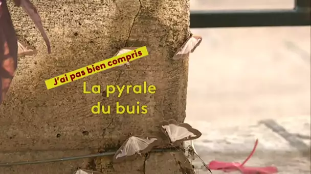 J'ai pas bien compris : la pyrale du buis