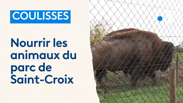 Animaux : dans les coulisses du parc de Sainte-Croix