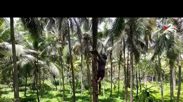Inde : Le trésor des cocotiers