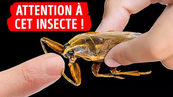 La Morsure De Cet Insecte Est L’une Des Plus Douloureuses Qui Soient