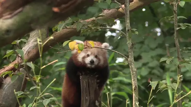 La petite Asa,  femelle panda du parc de Clères