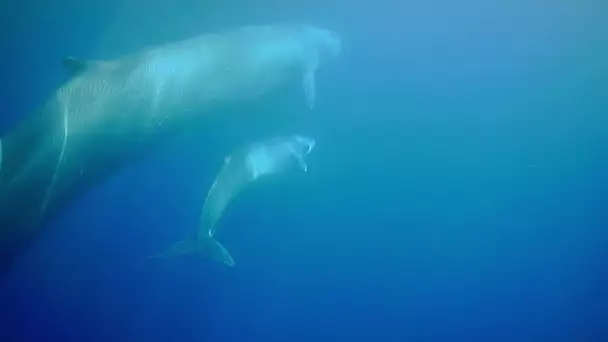 Corse : un rorqual commun et son petit filmés au large de Saleccia