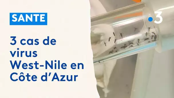 Trois cas d'infection au virus West Nile en Côte d'Azur