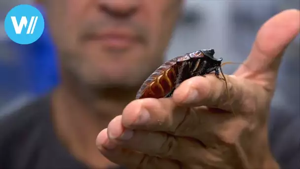 Future food - Edible insects, trend or necessity? (Documentary, 2016)
